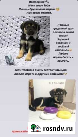 Щенки в добрые руки Калининград - изображение 1