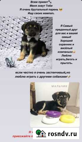 Щенки в добрые руки Калининград - изображение 1
