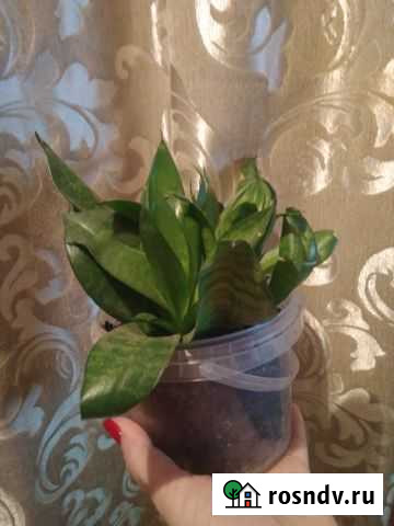 Комнатные растения цветы Моздок - изображение 1