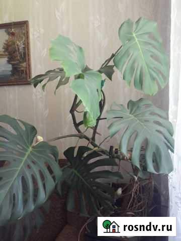 Монстера Мантурово - изображение 1