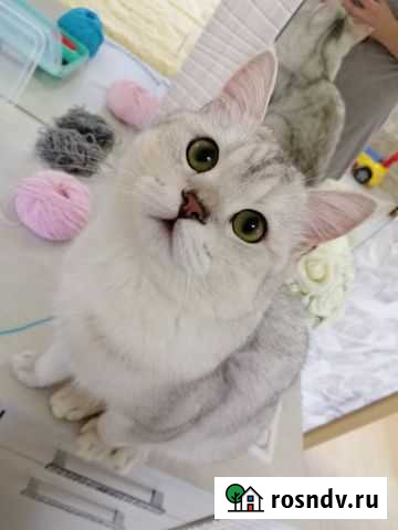 Шотландец вязка Крымск - изображение 1