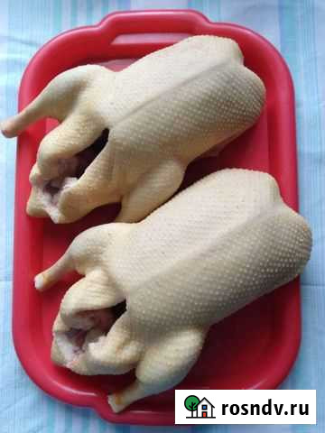 Утки индоутк мугунскый шипуны Песчанокопское - изображение 1