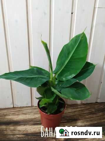 Комнатное растение Банан Рязань - изображение 1