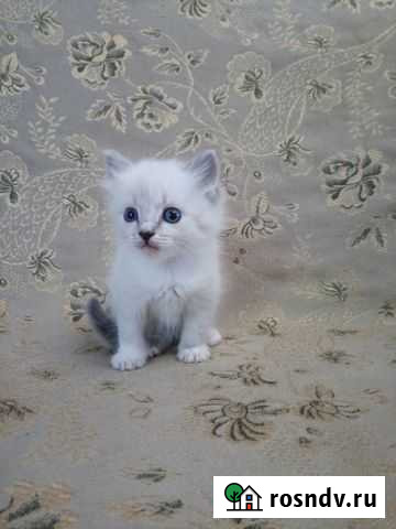 Котята в добрые руки Пермь - изображение 1