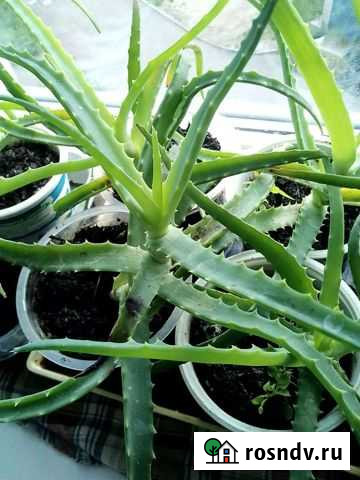 Алоэ столетник Кулебаки - изображение 1