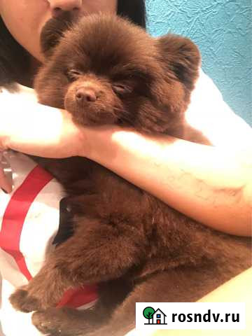 Вязка, ищем невесту Санкт-Петербург - изображение 1