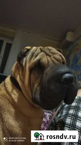 Шарпей Троицкая - изображение 1