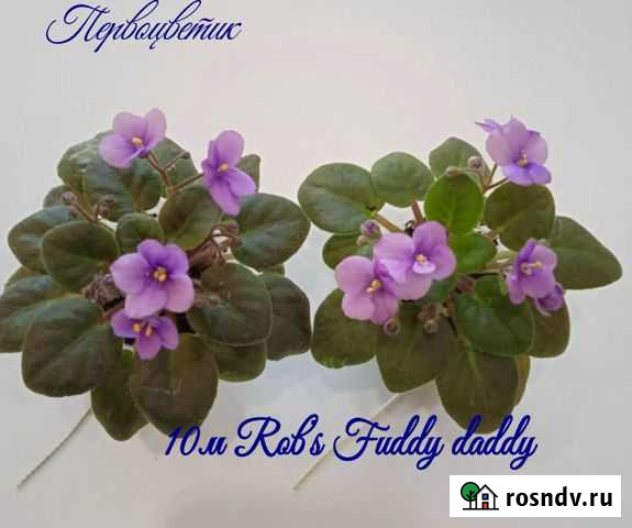 Фиалка мини Симферополь - изображение 1