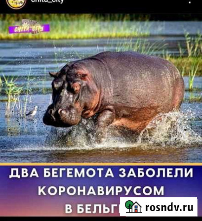 Щенки добермана Чита - изображение 1