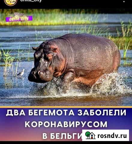 Щенки добермана Чита - изображение 1