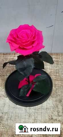 Роза стабилизированная оптом и в розницу Новороссийск - изображение 1