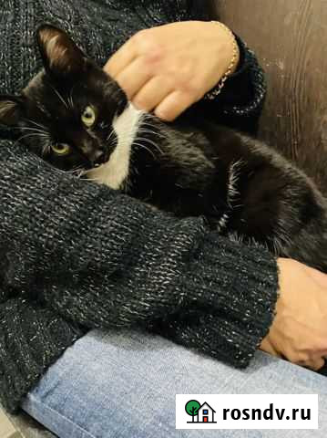 Котенок Феликс Краснодар - изображение 1