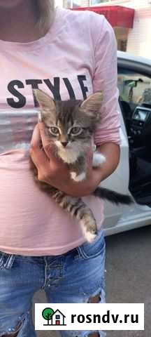 Котенок девочка Энгельс - изображение 1