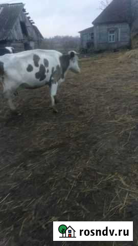 Коровы дойные молочные Хотынец - изображение 1