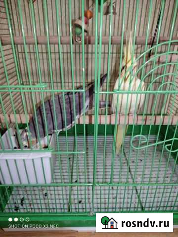 Попугай Корелла девочка Нижнекамск - изображение 1