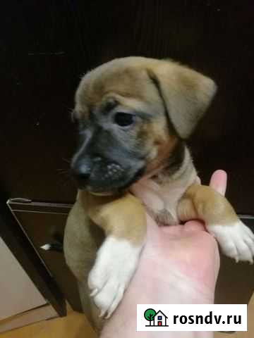 Собаки Владикавказ - изображение 1