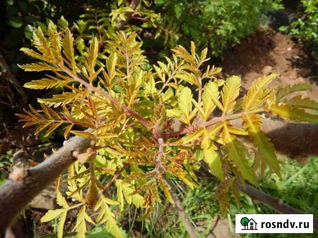 Сумах оленерогий Владимир - изображение 1