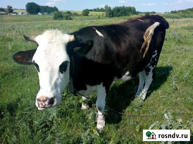 Телочка 1,5месяца Курск - изображение 1