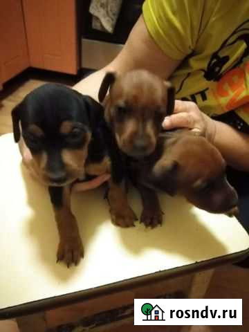 Цвергпинчер Смоленск - изображение 1