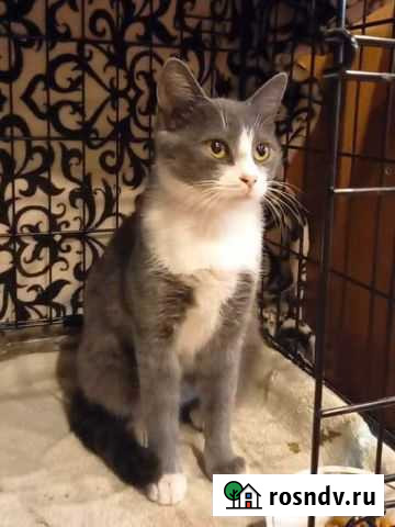 Кошка Черкесск - изображение 1