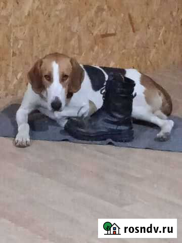 Выжлец русской пегой гончей для вязки Саратов - изображение 1