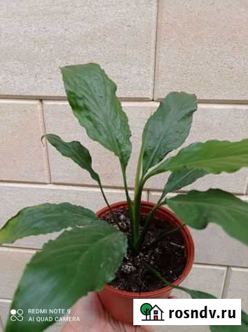 Спатифиллум Кореновск - изображение 1