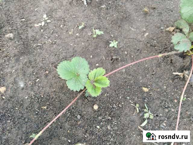 Рассада клубники Бузулук - изображение 1