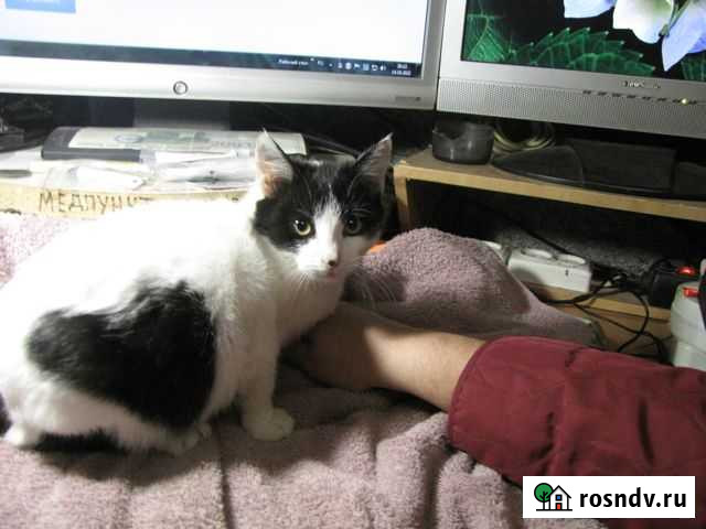 Всех разобрали, осталась кошечка Лиски - изображение 1