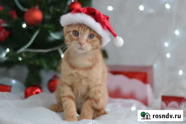 Котенок Смоленск - изображение 1