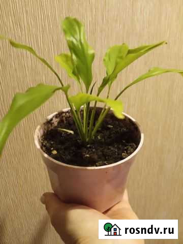 Спатифиллум Электросталь - изображение 1