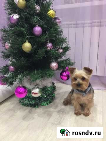 Ель искуственная Хабаровск - изображение 1