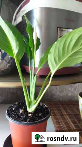 Спатифиллум Артем - изображение 1