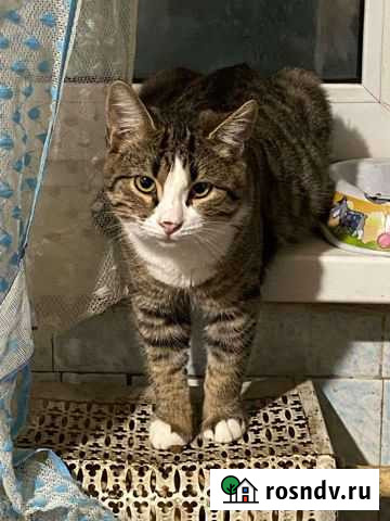 Кошки в добрые руки бесплатно Тула - изображение 1