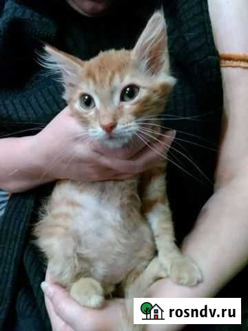 Котята Апрелевка - изображение 1