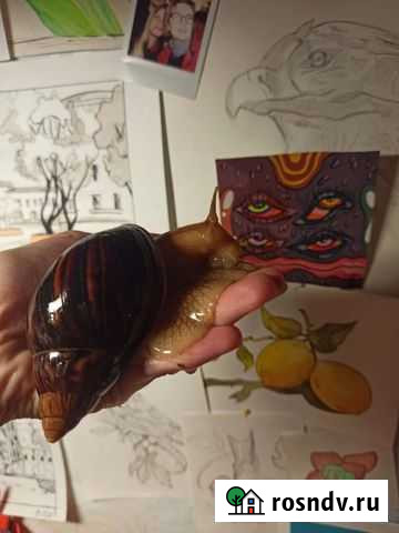 Улитки ахатины бесплатно Воронеж - изображение 1