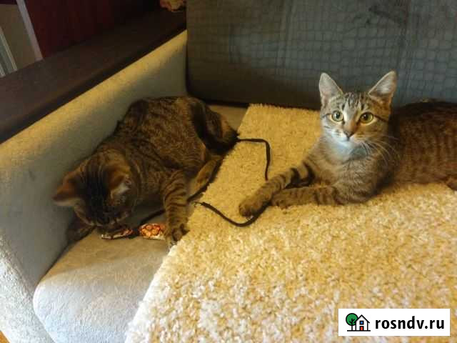 Два полосатика Кирово-Чепецк - изображение 1