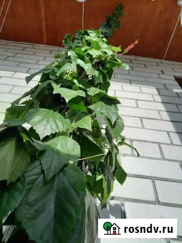 Гибискус китайская роза Тюмень - изображение 1