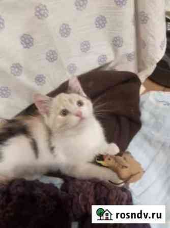 Котенок 2 мес Люберцы