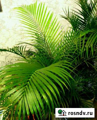 Бамбуковая пальма Хамедорея Улан-Удэ - изображение 1