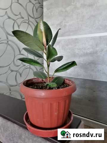 Фикус Волгоград - изображение 1