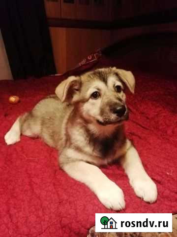 Бесплатно щенки Ступино - изображение 1