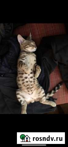 Бенгальский кот вязка Махачкала - изображение 1