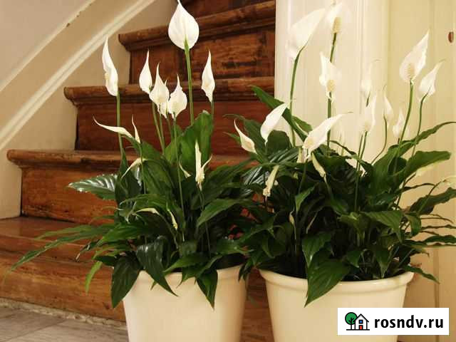 Спатифиллум ростки Тверь - изображение 1