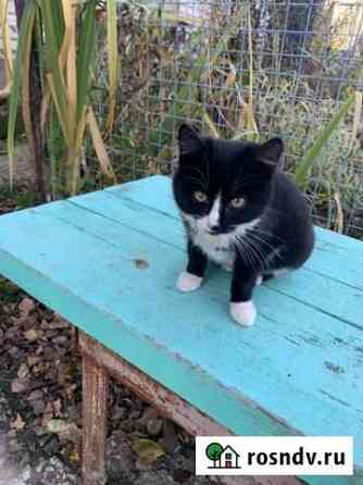 Котята в добрые руки Глебовский