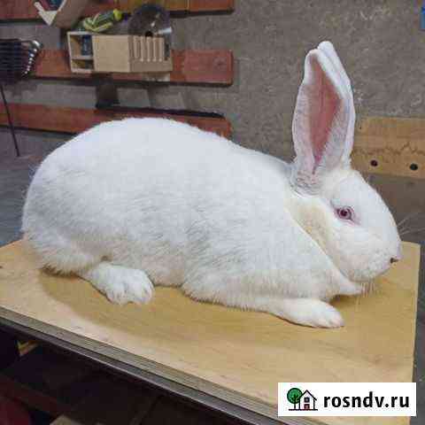 Кролики белый паннон Сергиев Посад