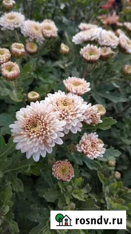Хризантемы мультифлора Железногорск - изображение 1