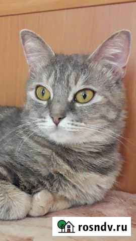 Кошка Нижний Новгород - изображение 1