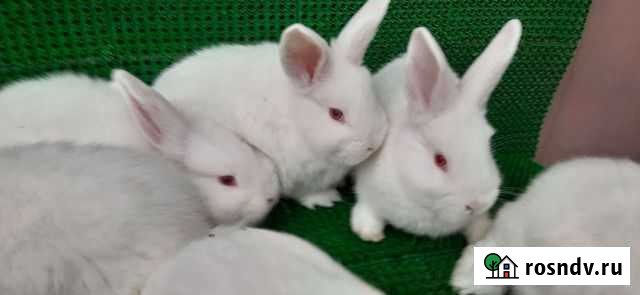 Кролики нзб Геджух - изображение 1