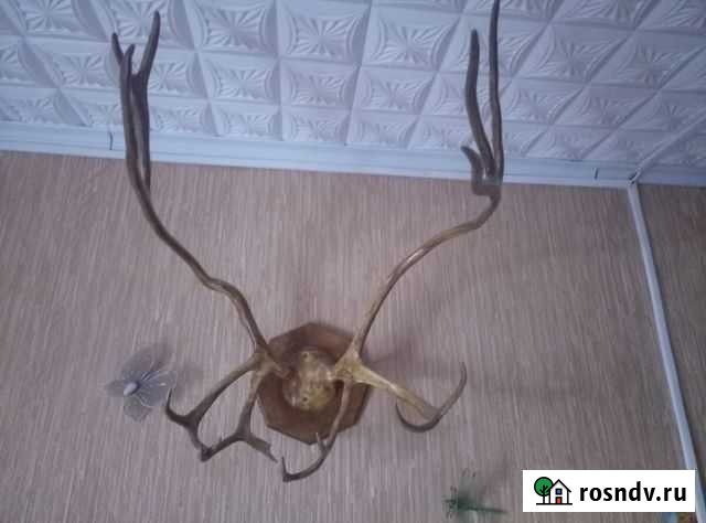 Рога оленя Тамбов - изображение 1