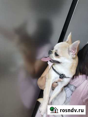 Чихуахуа кобель Славянск-на-Кубани - изображение 1